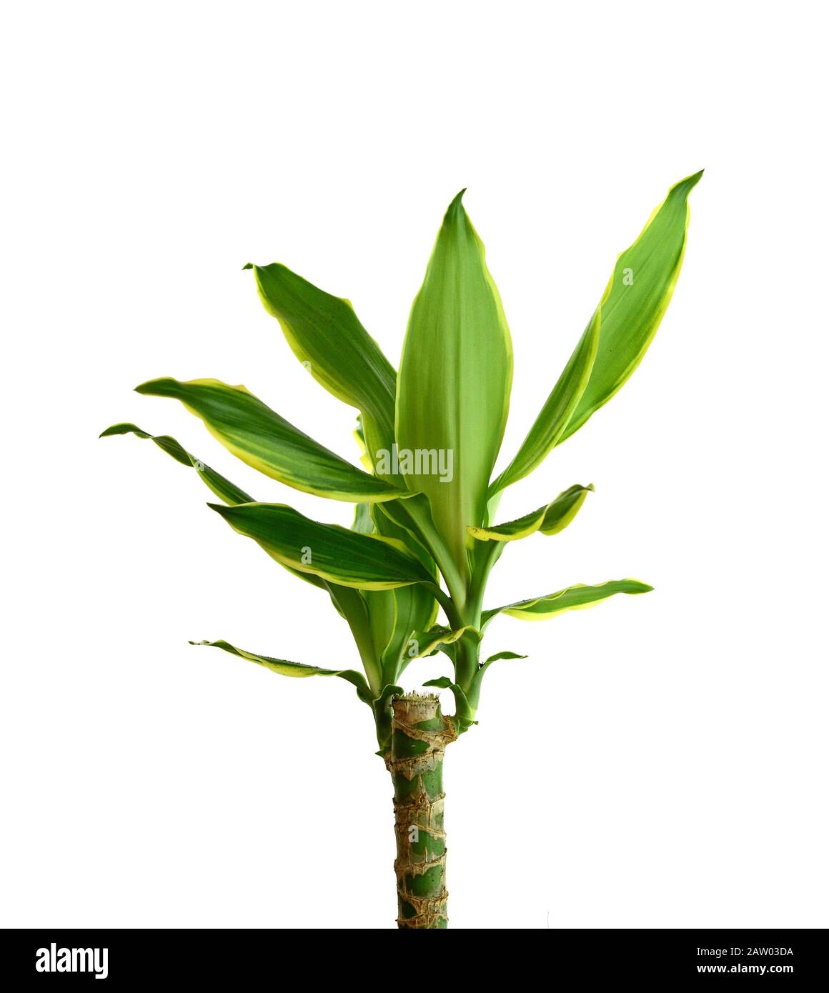 Houseplant - dracena steudneri stemm a potted plant isolated over white  Stock Photo - Alamy