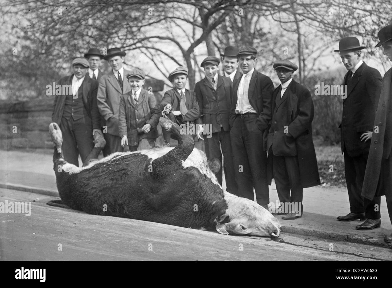 Shooting Bull -- Central Park ca. 1910s Stock Photo