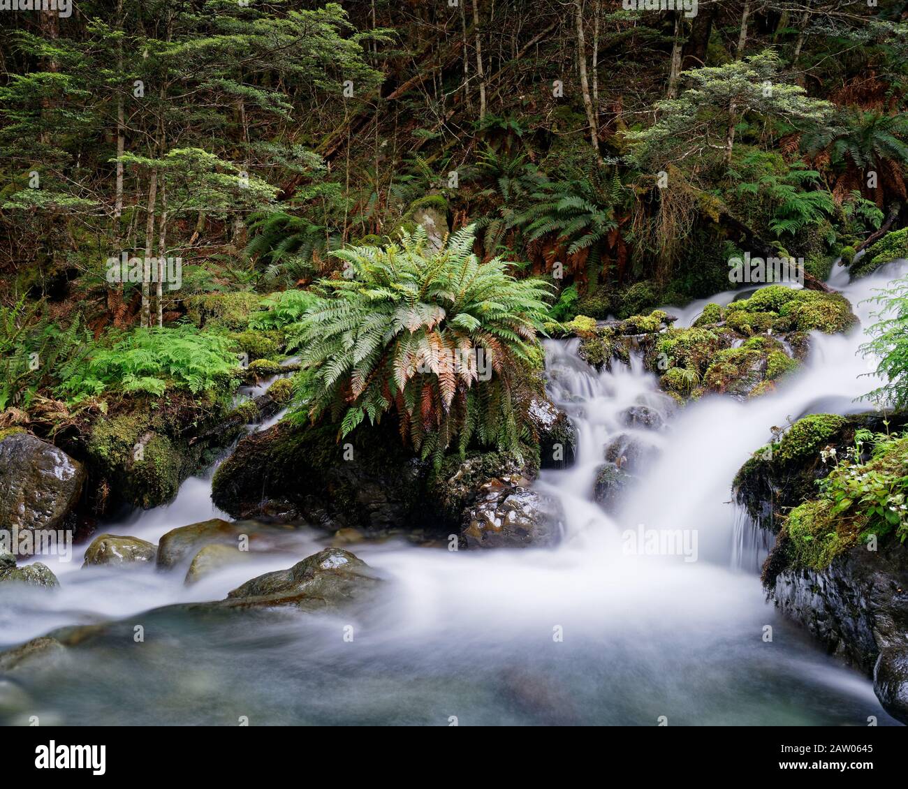 A fern on a rock by a Waterfall on an unnamed creek in Kahurangi National Park, New Zealand. Stock Photo