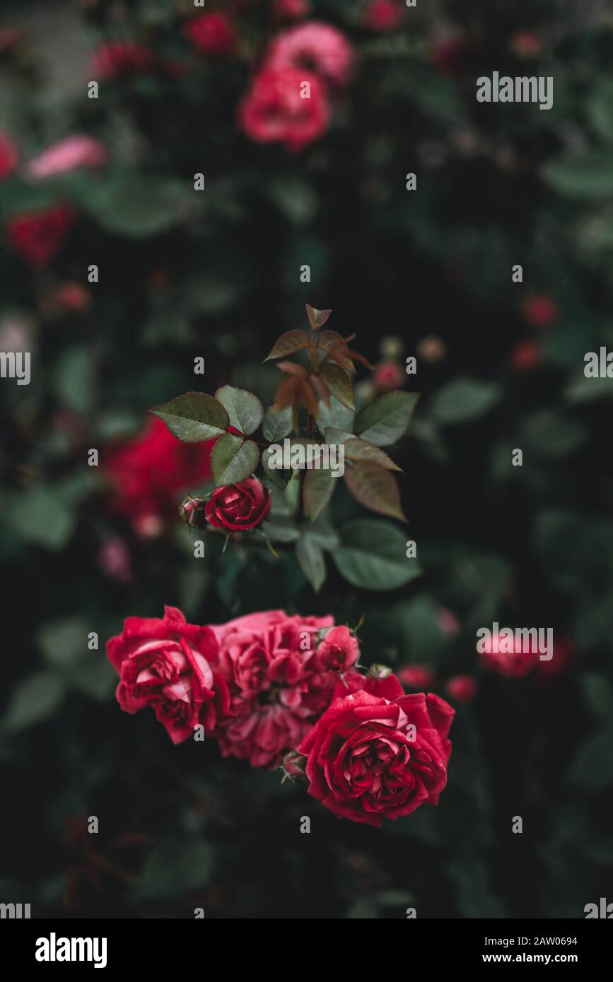 red roses that stand out from the green spiky leaves. Rose