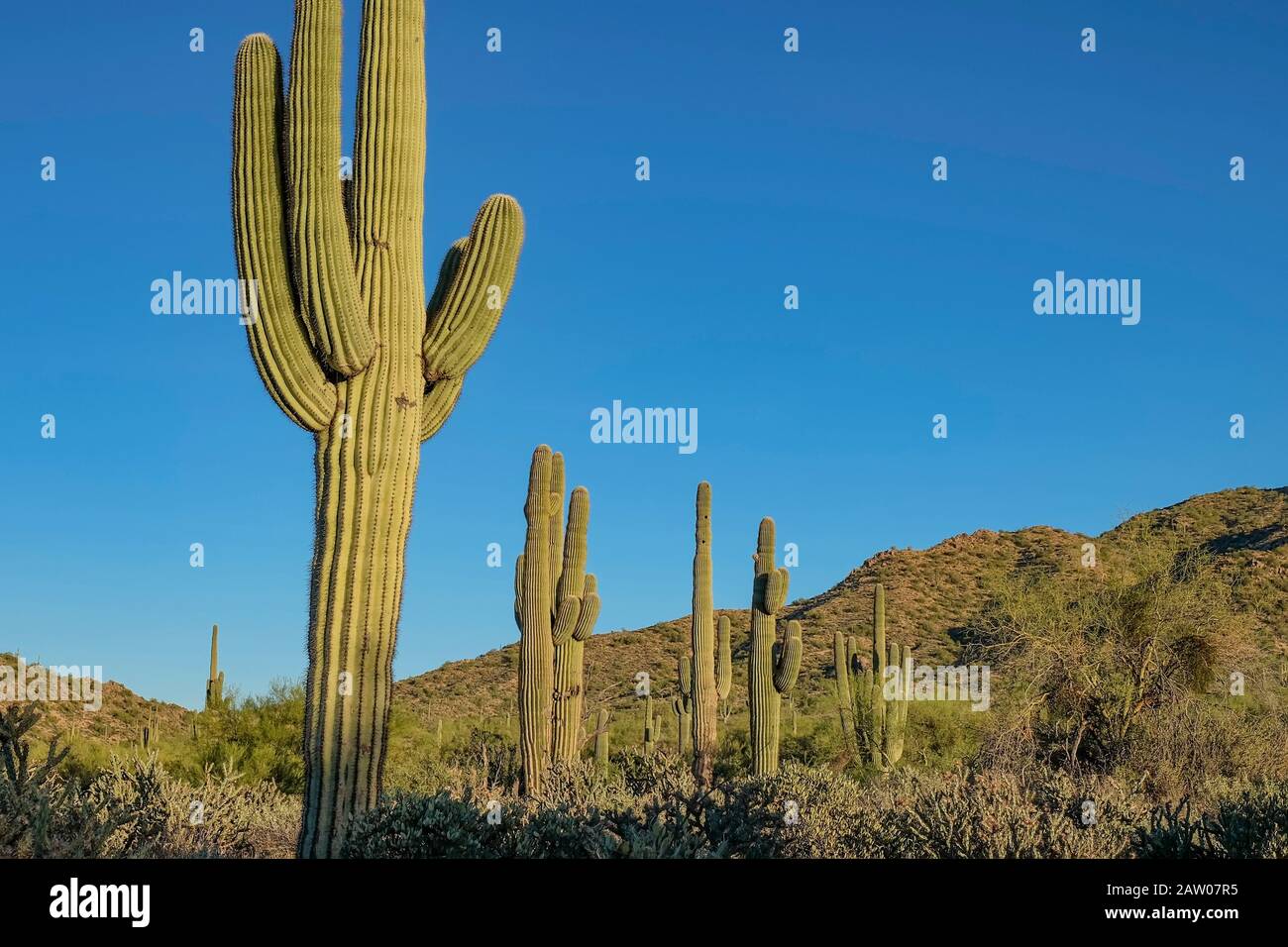 Desert landscape with multiple saguaro cactus and blue sky. Usery Mountain Regional Park, Mesa, AZ. Stock Photo