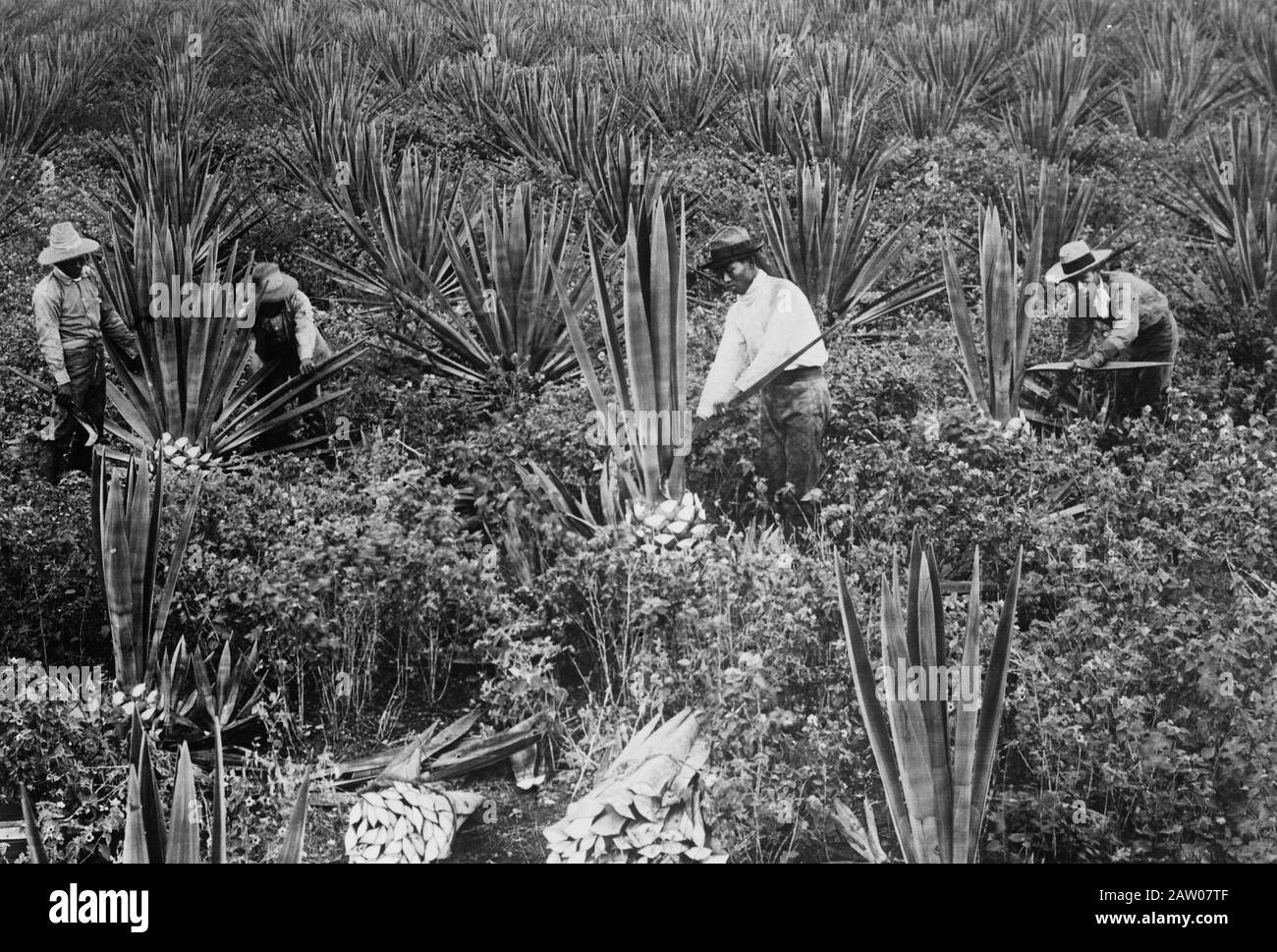 Sisal plantation hawaii hires stock photography and images Alamy