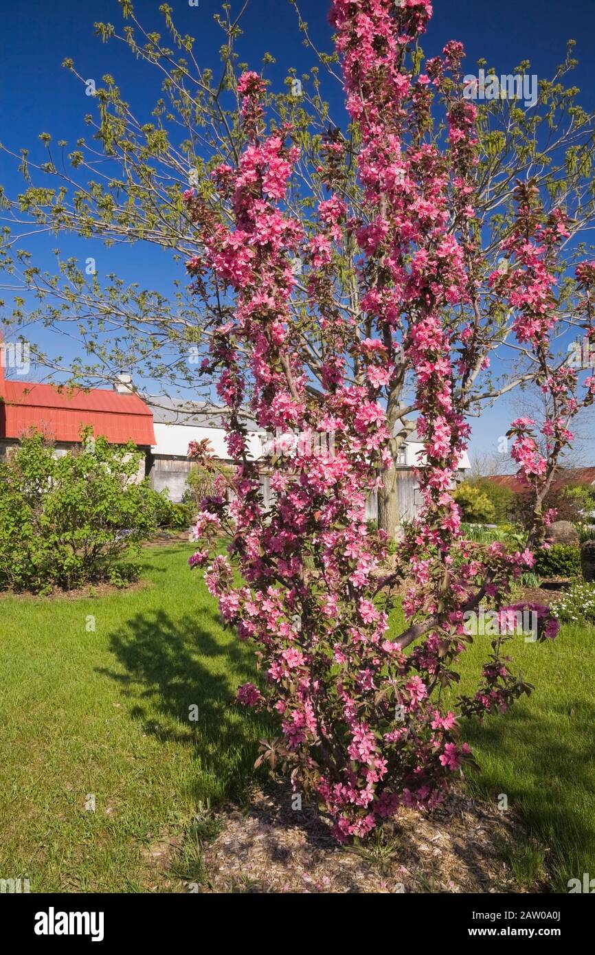Pyrus malus 'Maypole' - Crabapple tree with pink flowers and old wooden barn in the background in backyard garden in spring Stock Photo