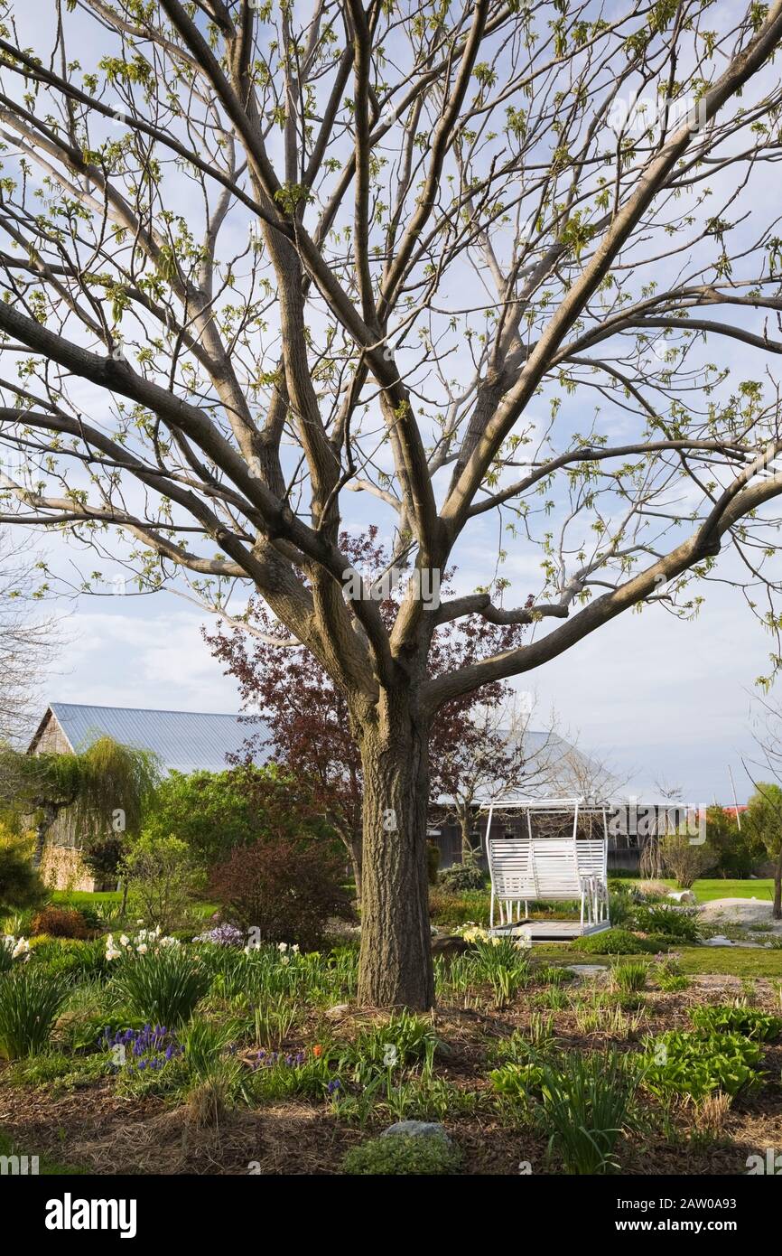 Juglans - Walnut tree underplanted with mixed perennial plants, shrubs including white Narcissus - Daffodils flowers, burgundy Berberis atropurpurea Stock Photo