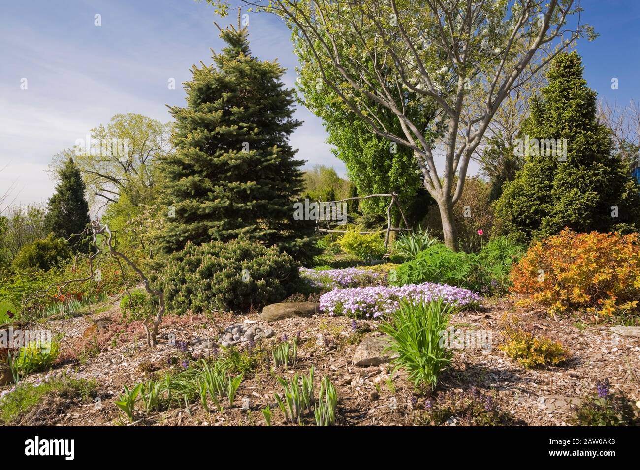 Cedar mulch border with evergreen trees, Quercus rubra - Red Oak and mauve Phlox subulata - flowers in backyard country garden in spring Stock Photo