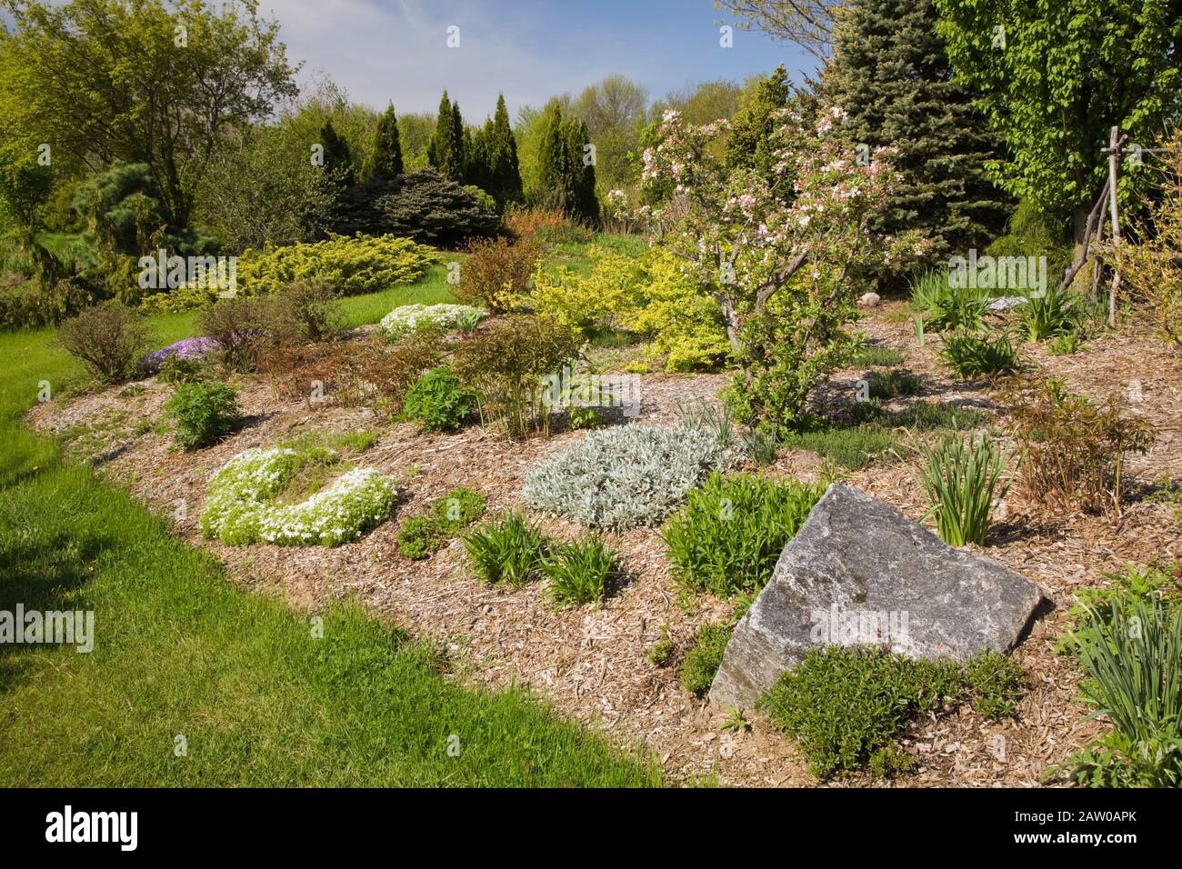 Mulch border with mixed perennial plants, shrubs, flowers and trees including a white and red flowering Bonsai Pyrus malus - Crabapple tree Stock Photo