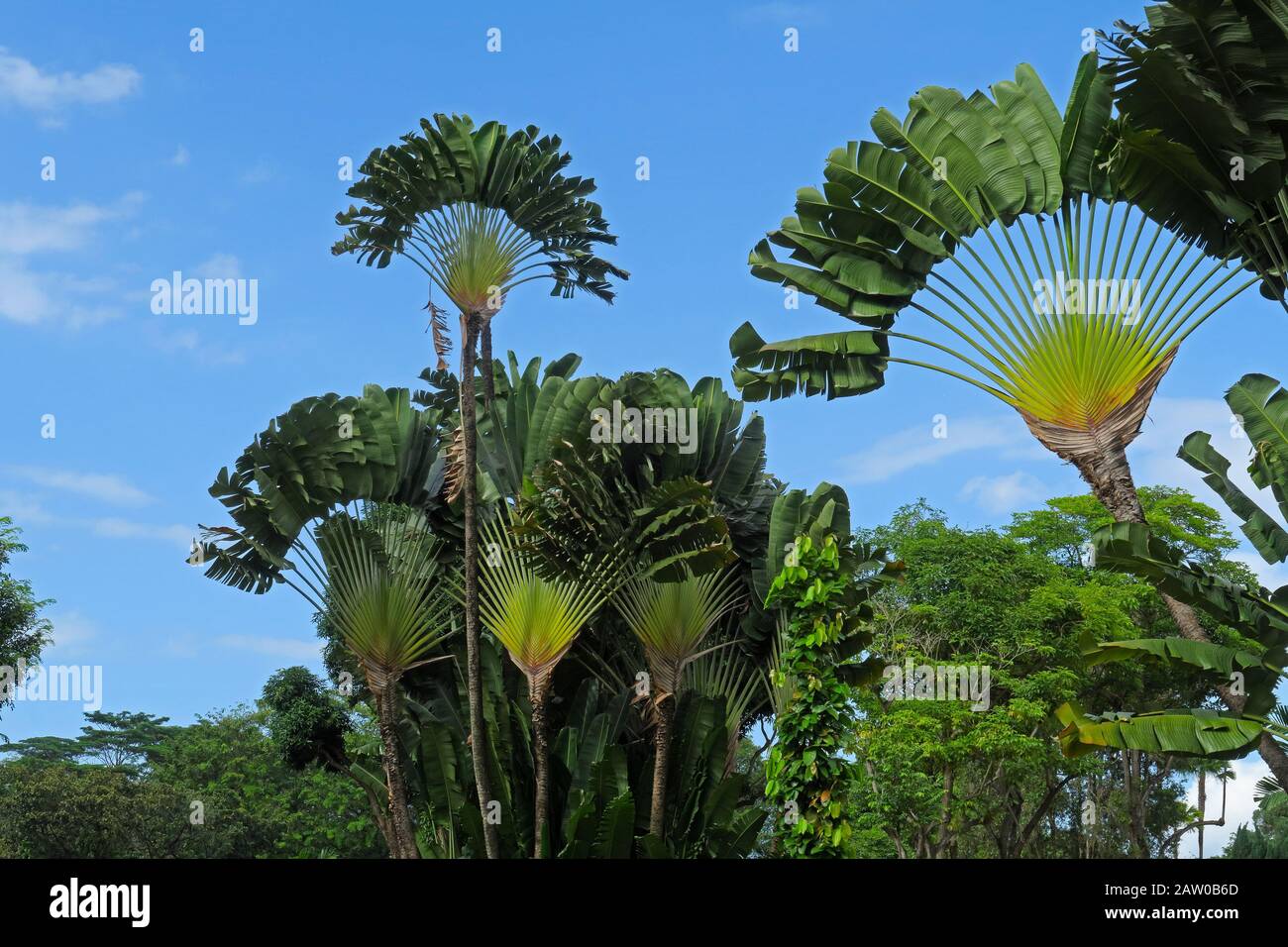 Population of Ravenala madagascariensis called « Ravenala forest ».