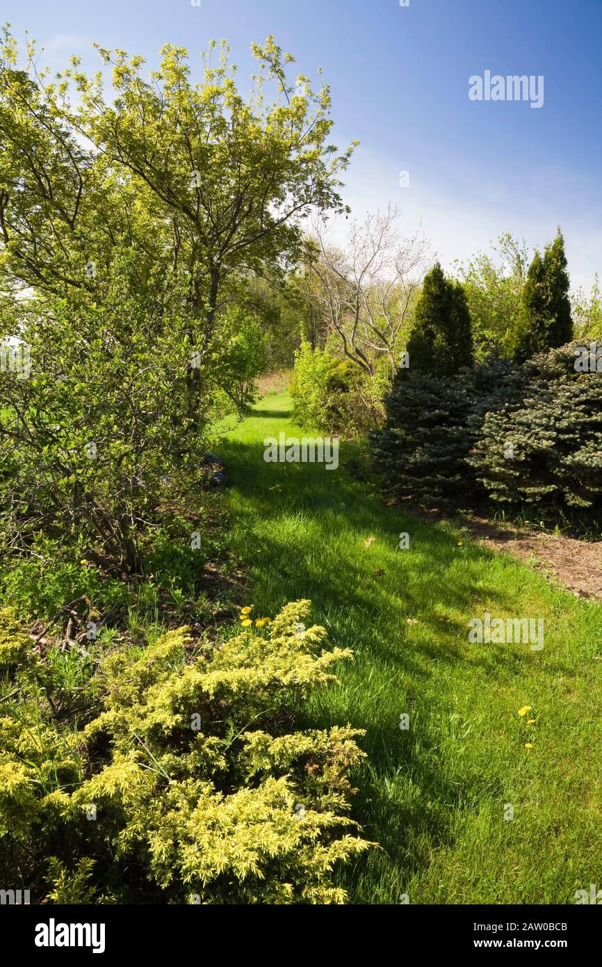 Green grass path through borders with mixed evergreen and deciduous