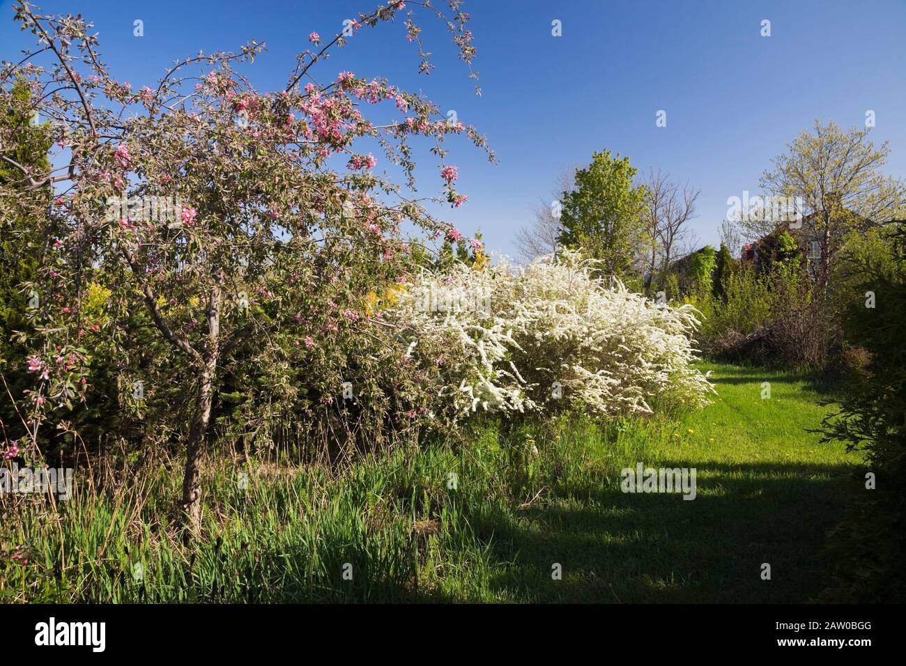 Grass path next to border with Pyrus malus - Crabapple tree in bloom and a Spirea Arguta Graciosa shrub in backyard country garden in spring Stock Photo