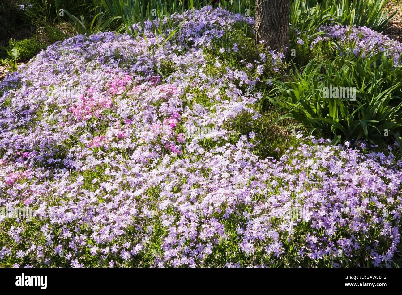 Mauve Phlox subulata 'Moss' flowers in border in backyard garden in spring Stock Photo