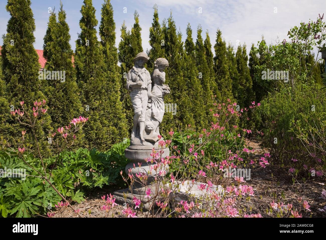 Concrete statue of a young boy and girl, Azalea - Rhododendron 'Northern Lights' bordered by a row of Thuja occidentalis 'Smaragd' - Cedar trees Stock Photo