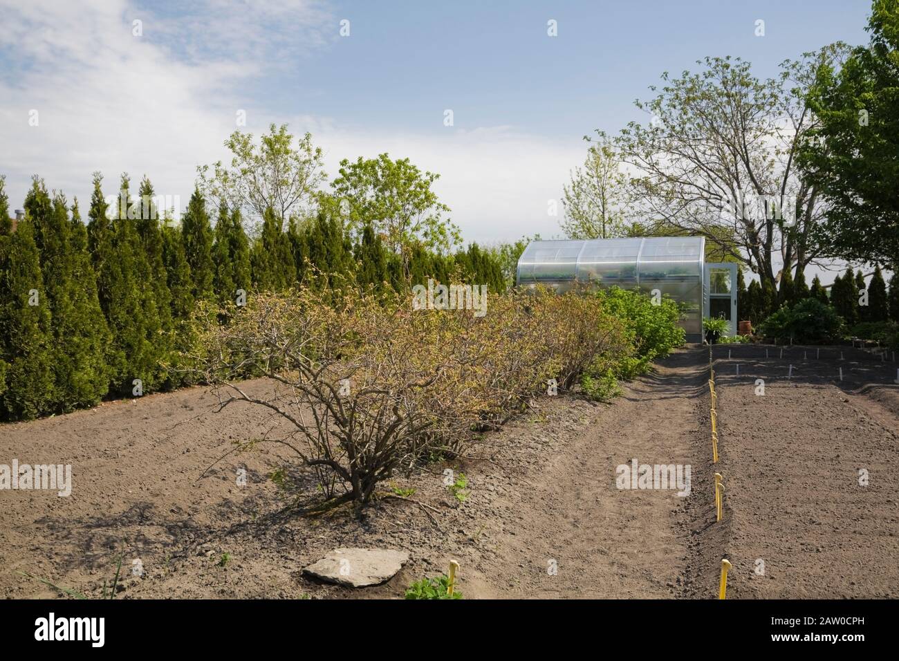 Greenhouse and raked vegetable garden plot with small trees bordered by row of Thuja occidentalis 'Smaragd' - pyramidal Cedar trees in backyard garden Stock Photo