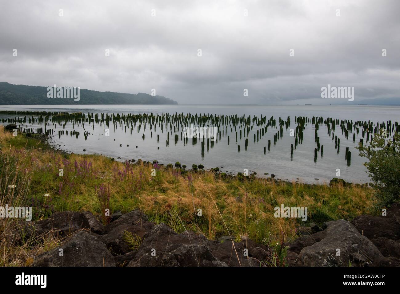 Hundreds of wooden pilings along the shore of the Columbia River in Oregon. Stock Photo