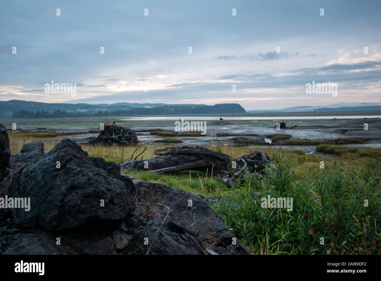 Low tide along the Pacific Northwest leaves driftwood exposed along the coastline. Stock Photo