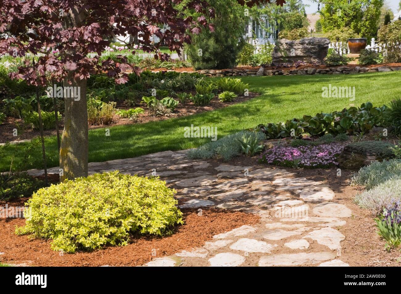 Flagstone paths and borders with Spiraea japonica 'Gold Mound' - Spirea shrub under a Acer - Maple tree in front yard country garden in spring Stock Photo