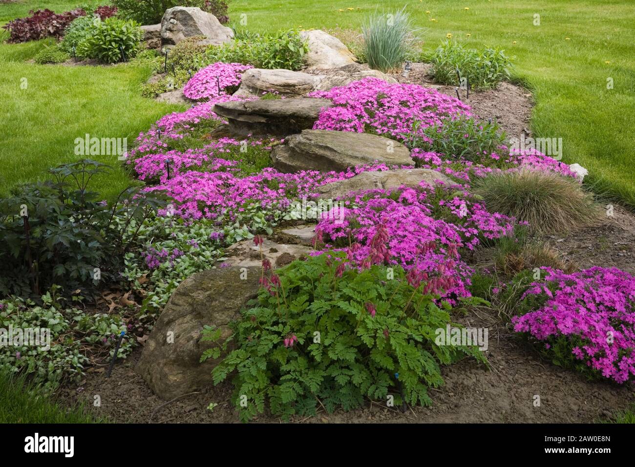 Border with Dicentra - Bleeding Heart flowers in foreground and pink Phlox subulata in backyard garden in spring Stock Photo