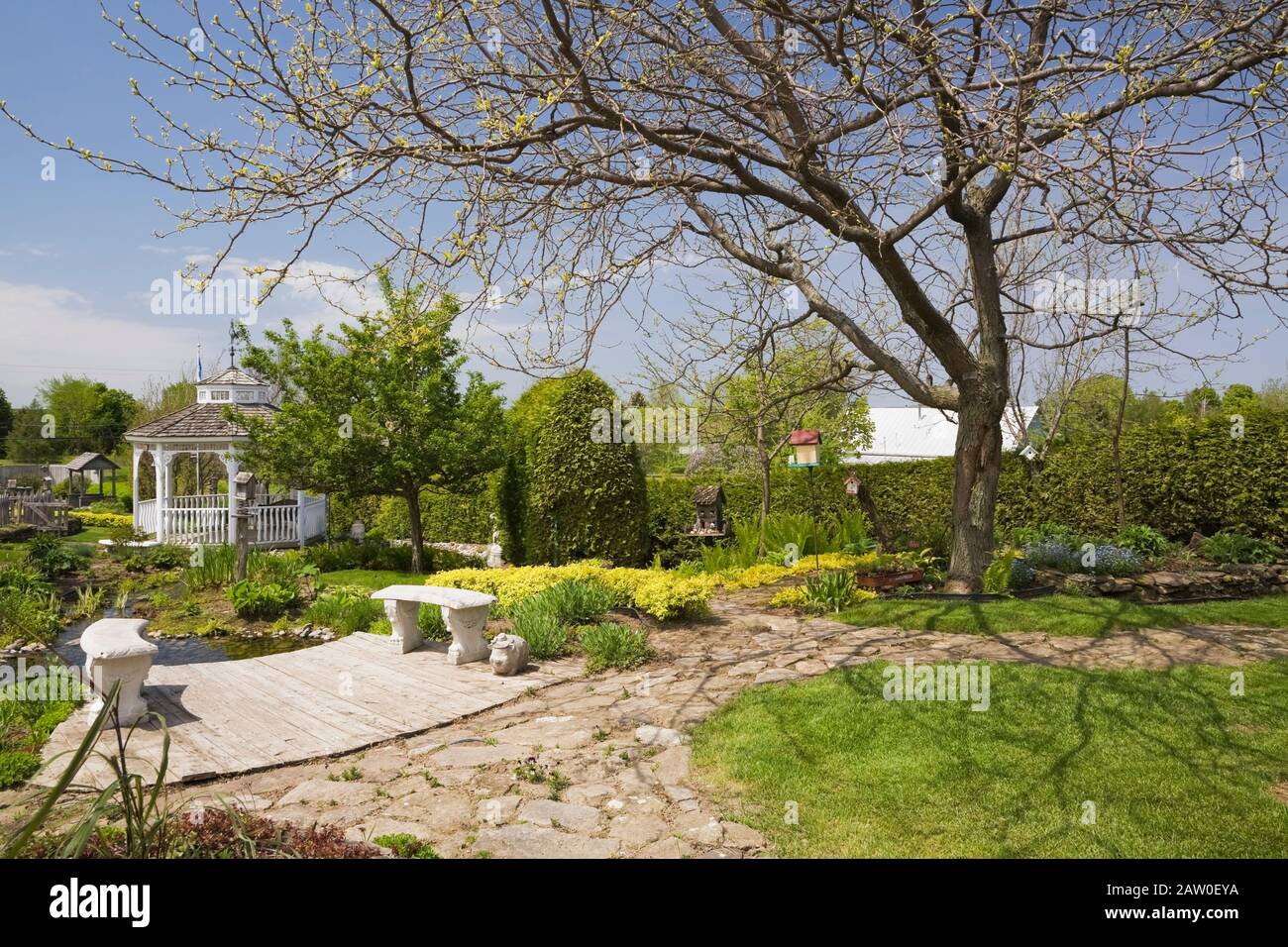 Flagstone path, sitting benches, pond, gazebo, deciduous trees in backyard country garden bordered by Thuja occidentalis - Cedar tree hedge in spring Stock Photo