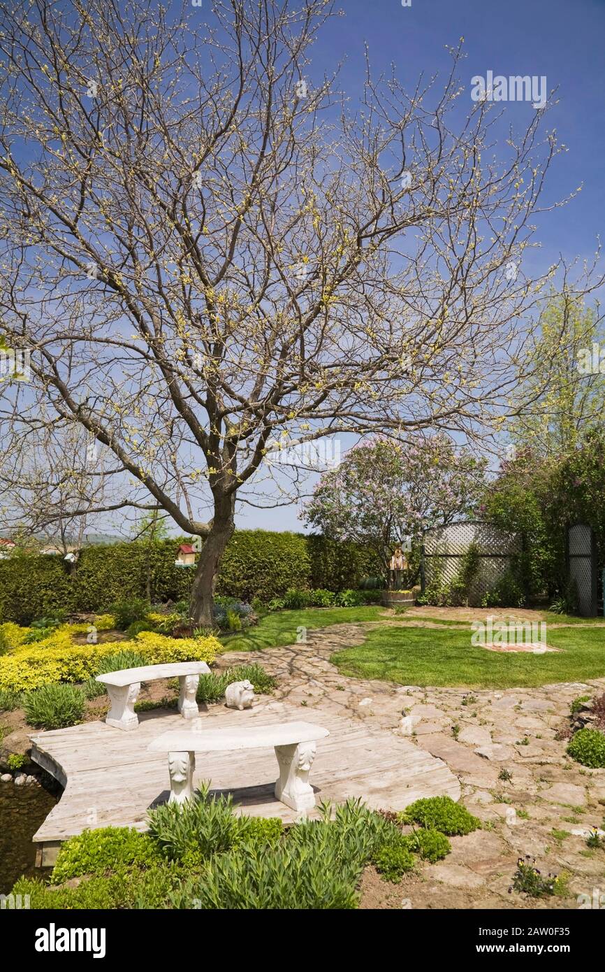 Flagstone path, sitting benches, pond, and deciduous trees in backyard country garden bordered by Thuja occidentalis - Cedar tree hedge in spring Stock Photo