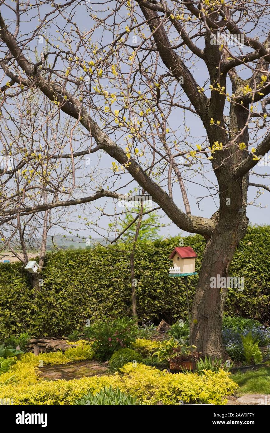 Birdhouses hanging from deciduous trees underplanted with Lysimachia nummularia ‘Aurea’ -  Golden Creeping ‘Jenny’ in backyard country garden Stock Photo