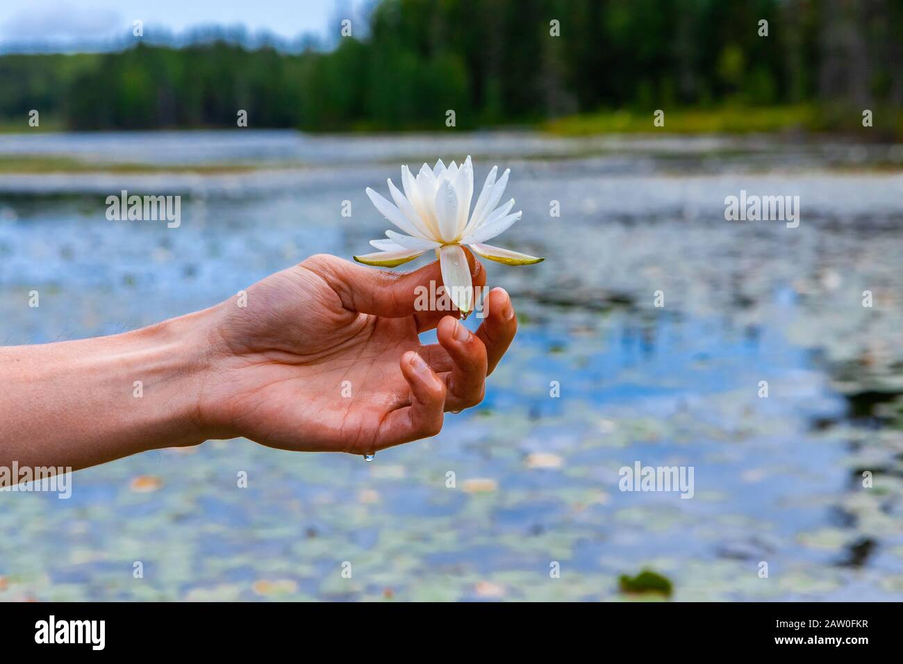 Closeup of young man hand holding white waterlily with white petals against lake filled with lotus flower in Northern Quebec in Canada Stock Photo