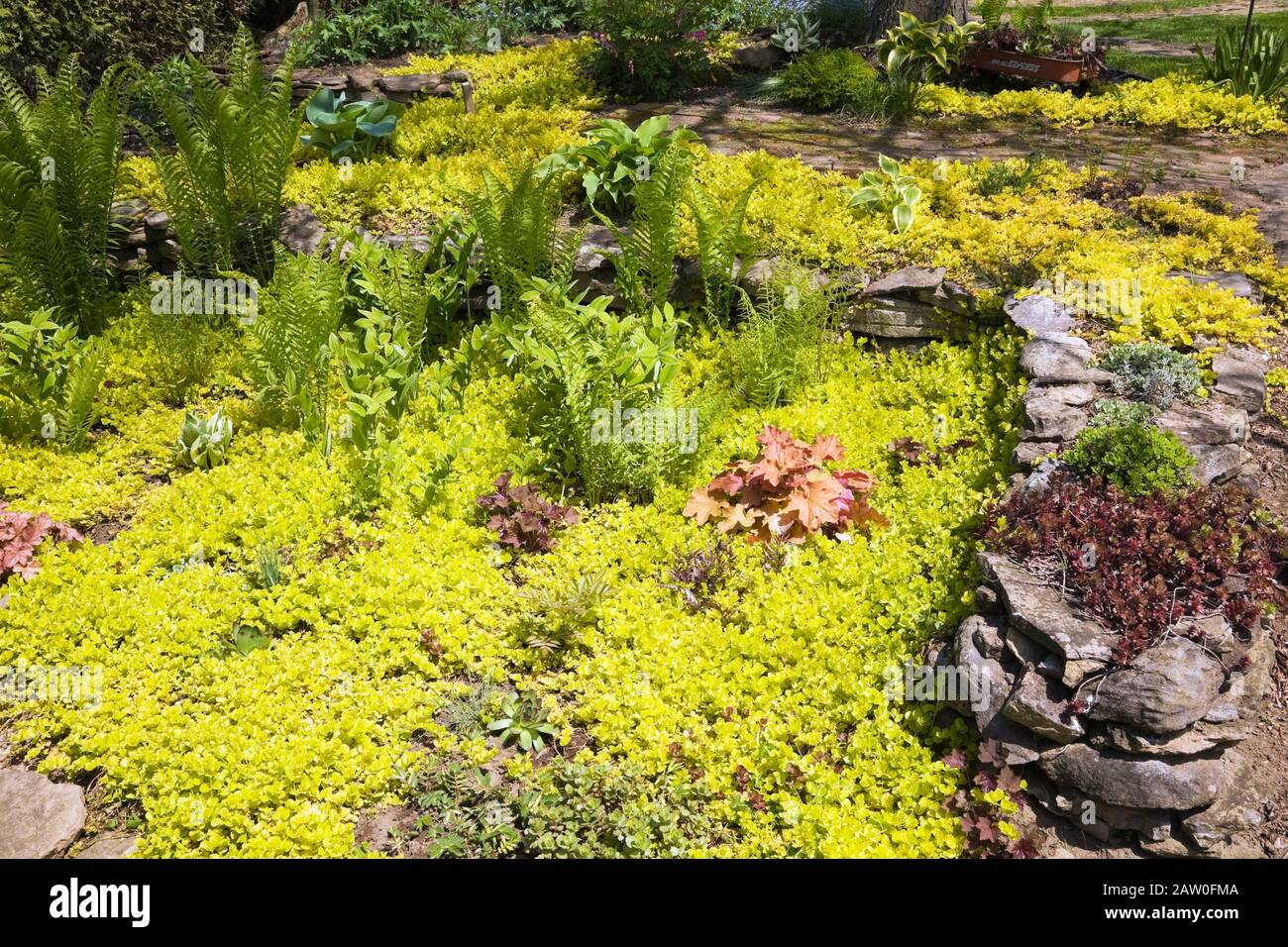 Rock edged border with Lysimachia nummularia ‘Aurea’ -  Golden Creeping ‘Jenny’ and Pteridophyta - Fern plants in backyard country garden in spring Stock Photo