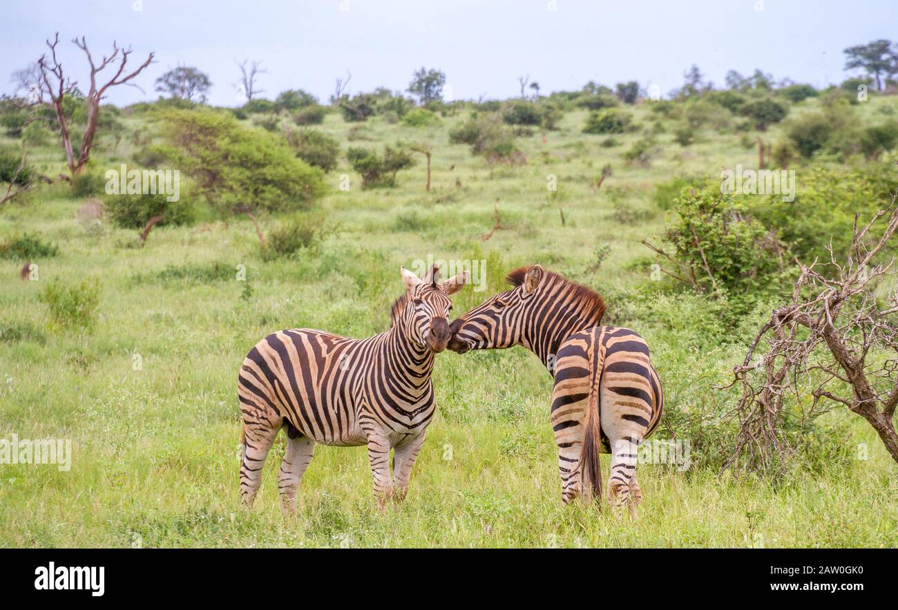 Two zebras interacting isolated on the African savanna image in horizontal format with copy space Stock Photo