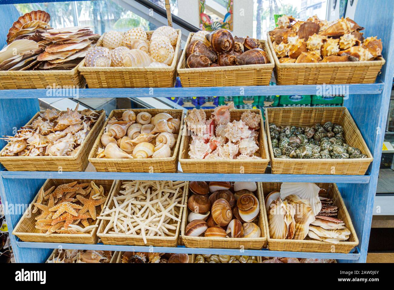 Miami Beach Florida,Walgreens,drug store,pharmacy,display sale shells,starfish,organized,display case sale,shelf shelves,FL100906016 Stock Photo