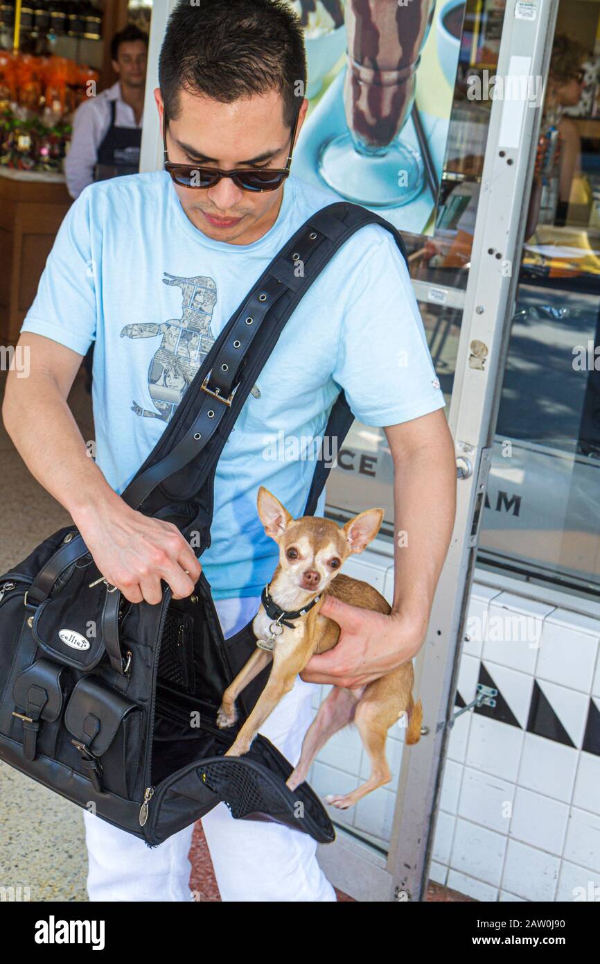 Chihuahua bag hi-res stock photography and images - Alamy