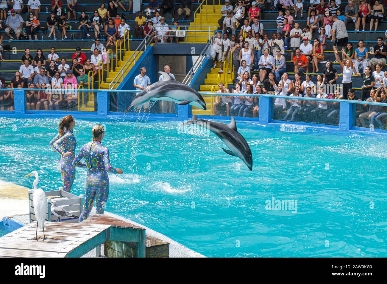 Miami Florida,Key Biscayne,Miami Seaquarium,dolphins,jumping,audience,trainers,FL100924035 Stock Photo