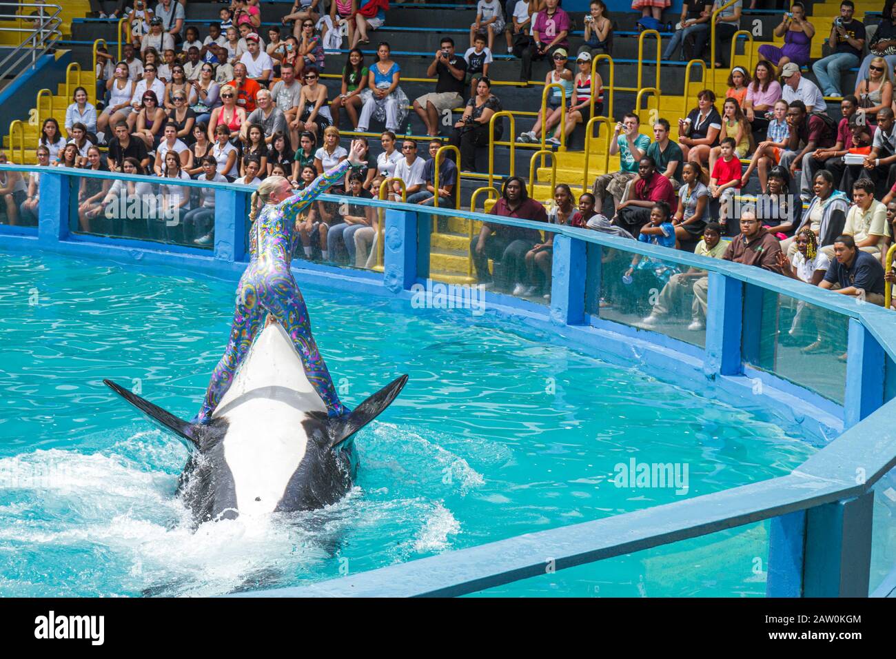 Miami Florida,Key Biscayne,Miami Seaquarium,Lolita,killer whale,orca,40th anniversary performance,trainer,riding,audience,FL100924032 Stock Photo