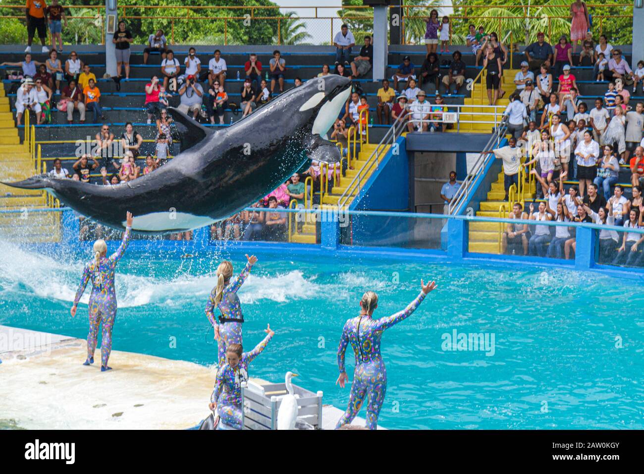 Miami Florida,Key Biscayne,Miami Seaquarium,Lolita,killer whale,orca,40th anniversary performance,jumping,trainers,audience,FL100924034 Stock Photo