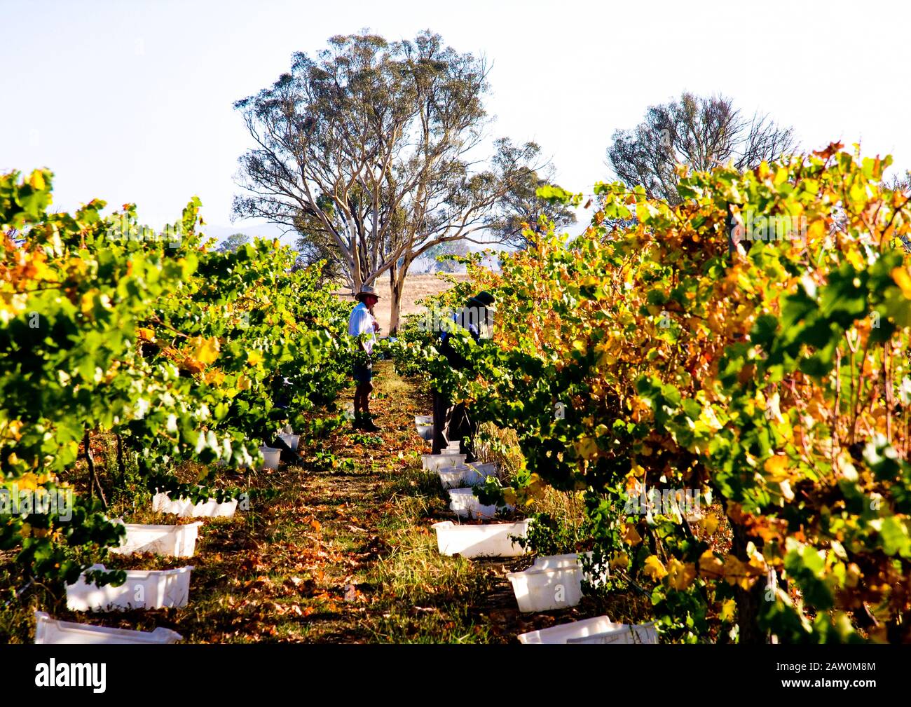 Australian wine makers and breweries Production in South/Western Australia and New South Wales wine regions. Graham Shaw watches grape picker at work. Stock Photo