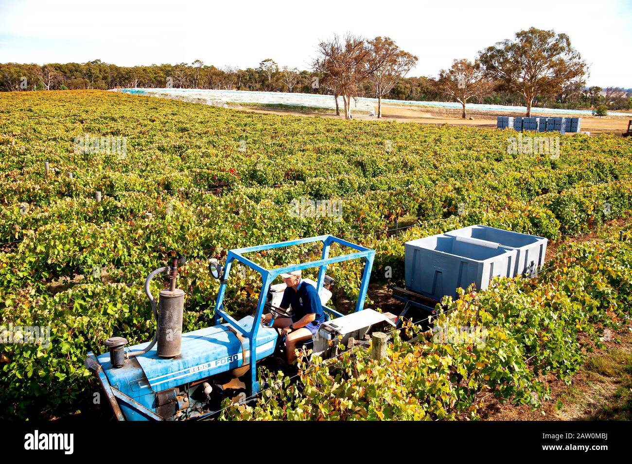 Australian wine makers and breweries Production in South/Western Australia and New South Wales wine regions.Tractor towing collection bins for grapes Stock Photo