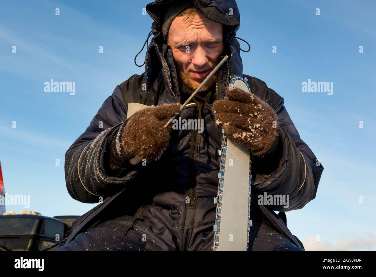 A worker in a blue jacket sharpens a chainsaw chain. Stock Photo