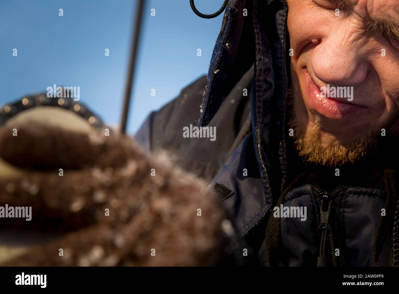 A worker in a blue jacket sharpens a chainsaw chain. Stock Photo
