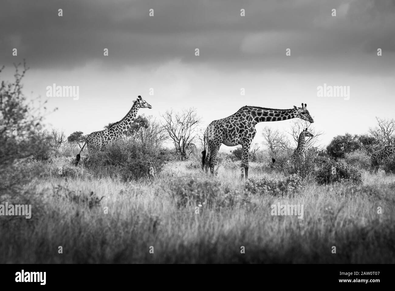 giraffes in the savanna, safari in Kenya, Africa, family baby Uganda, Tanzania Botswana hunting elephant National park saanna safari in Stock Photo