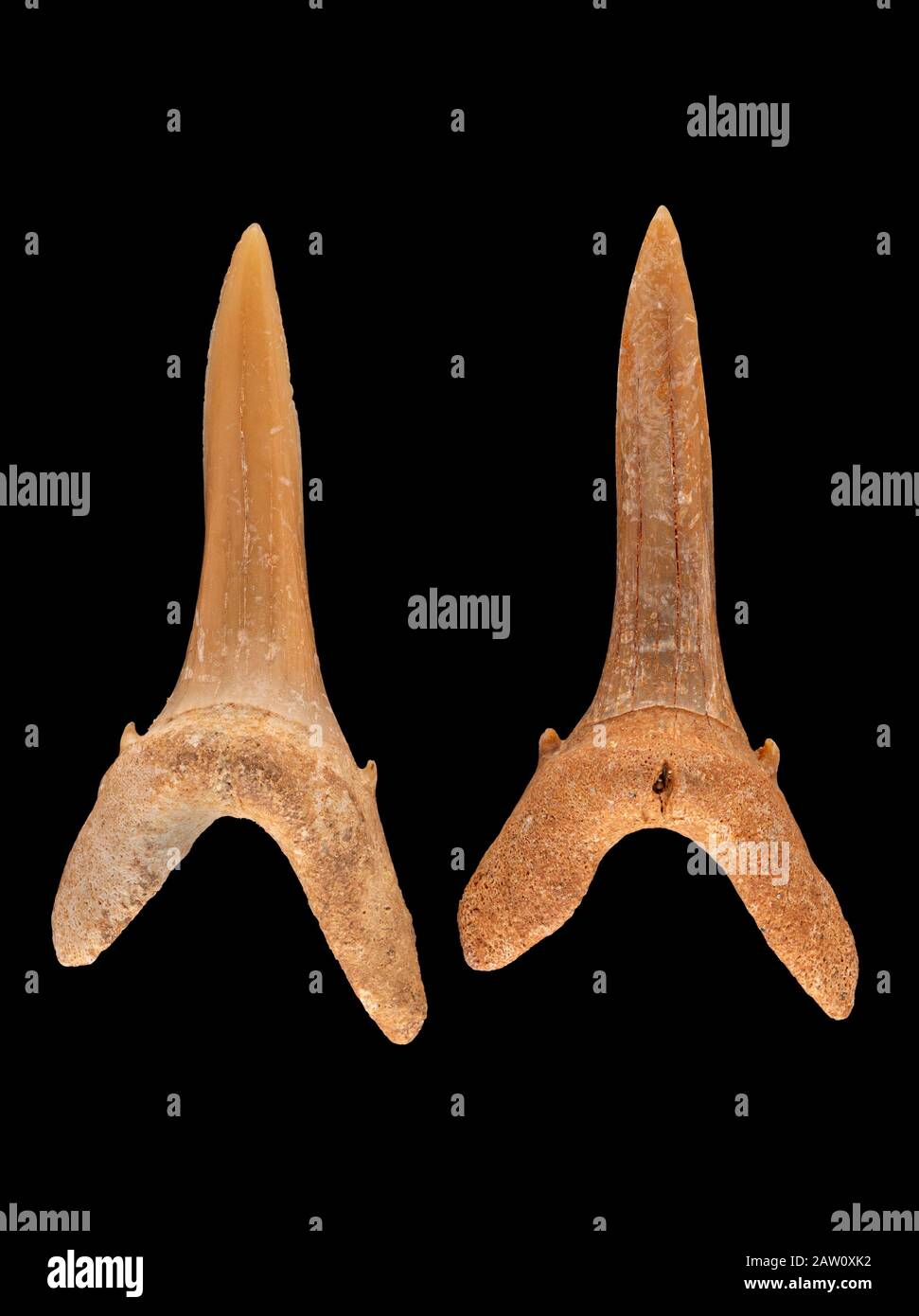 Two fossil anterior teeth of a sand tiger shark, Carcharias taurus. Sand tiger sharks evolved in the Miocene epoch, 5 to 23 million years ago, and are Stock Photo
