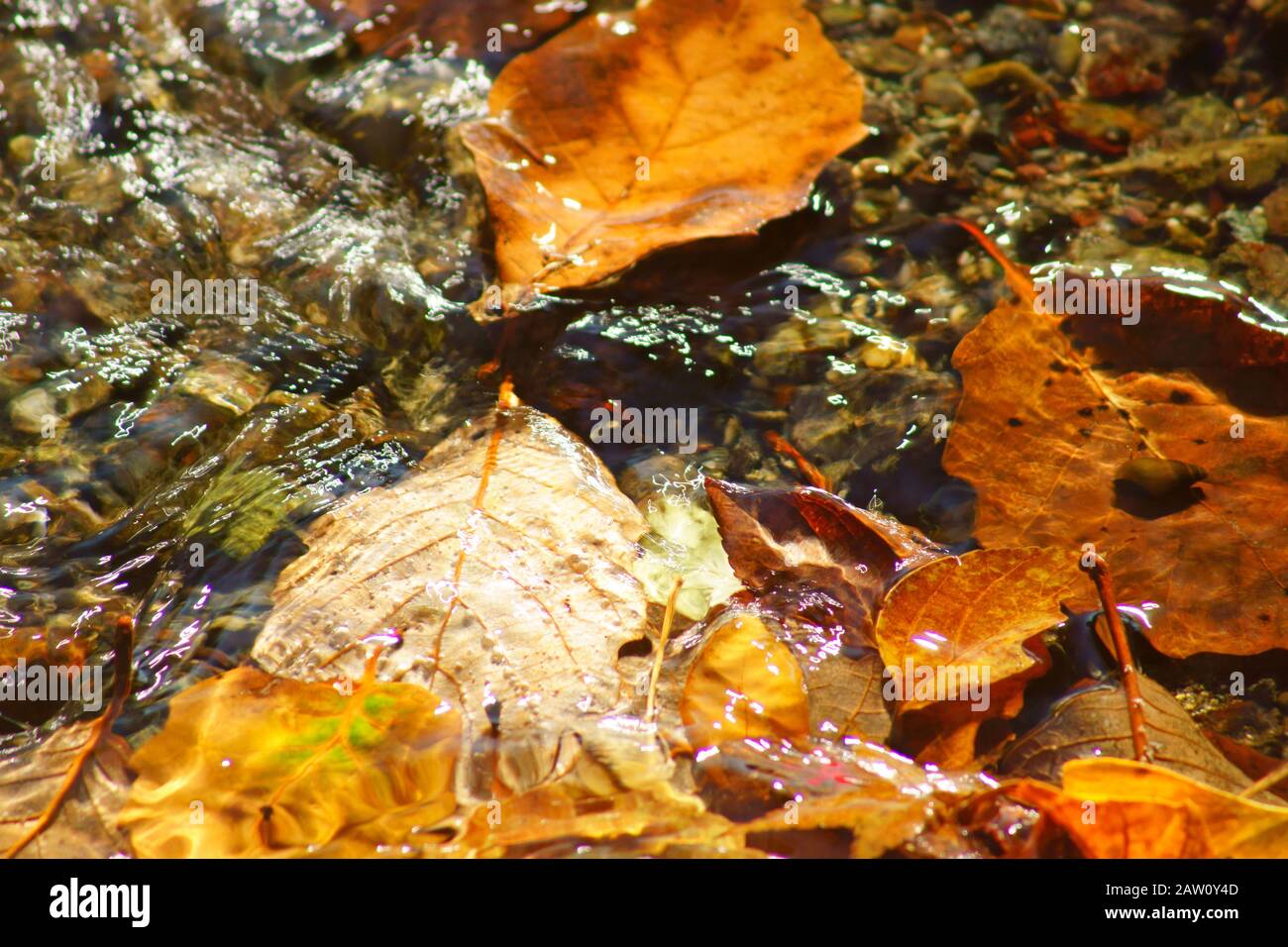 Stream flowing spring water Stock Photo - Alamy