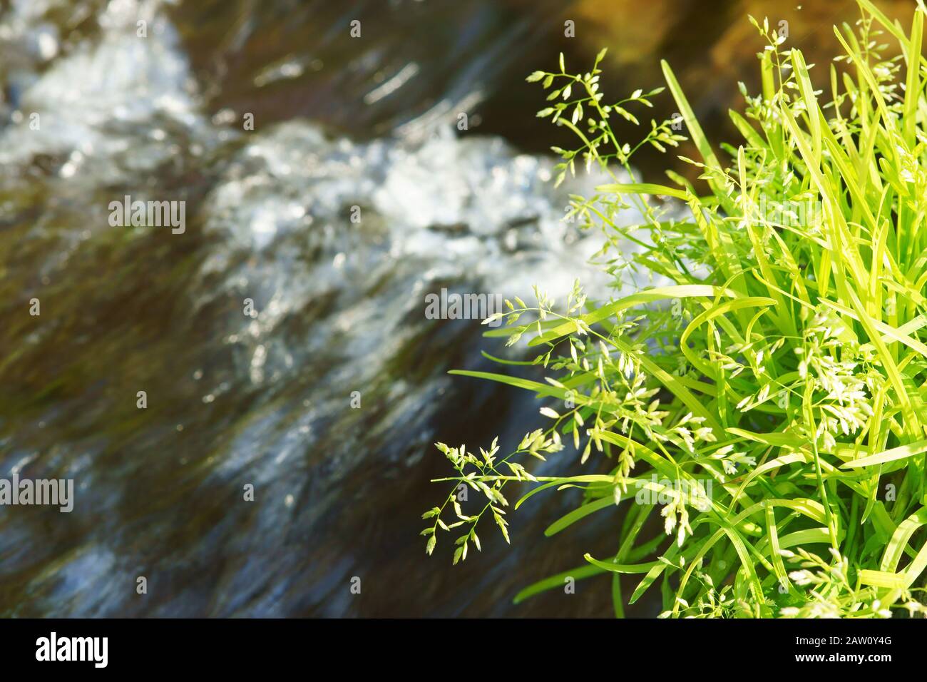 Stream flowing spring water Stock Photo - Alamy