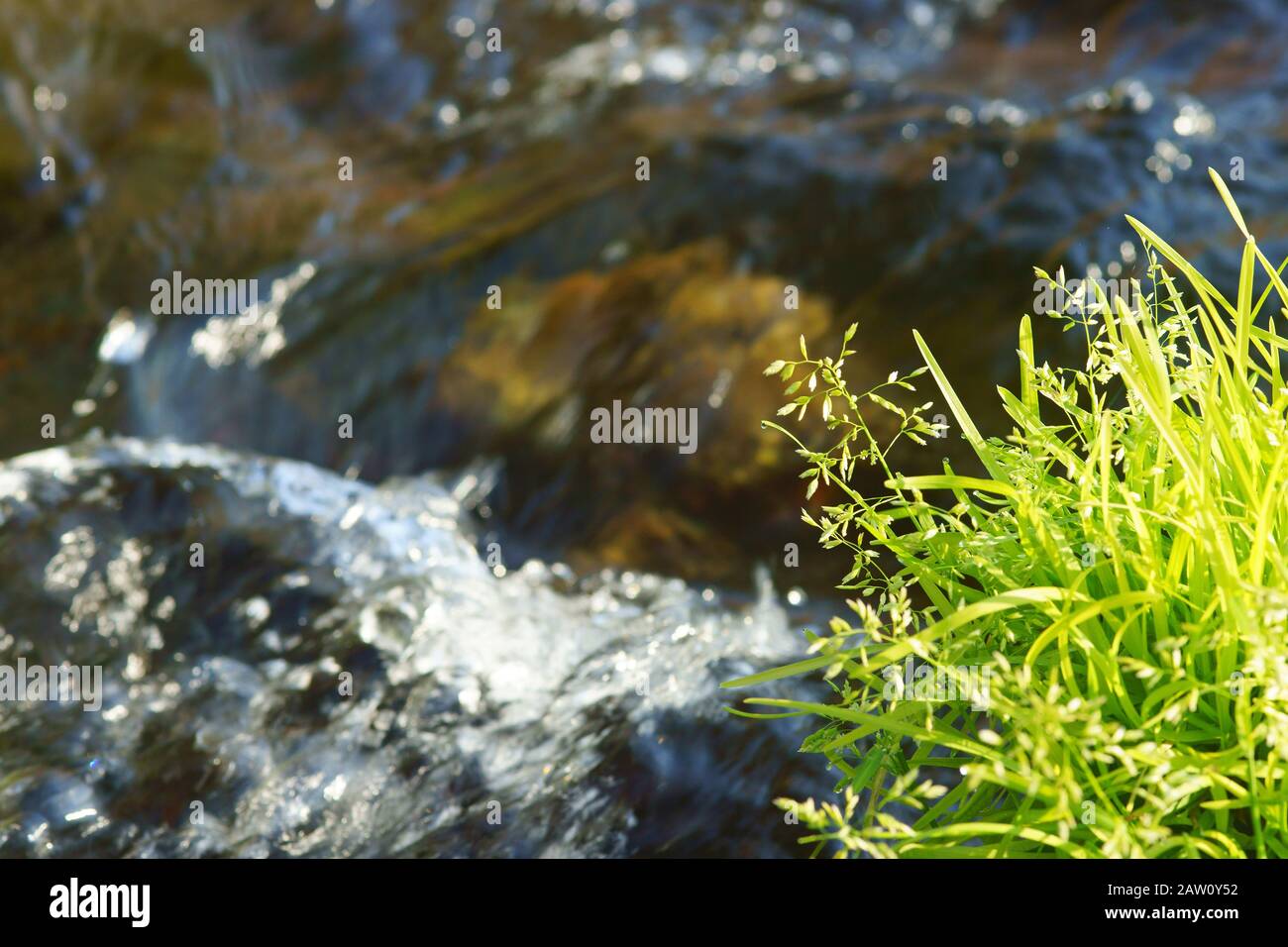 Stream flowing spring water Stock Photo - Alamy