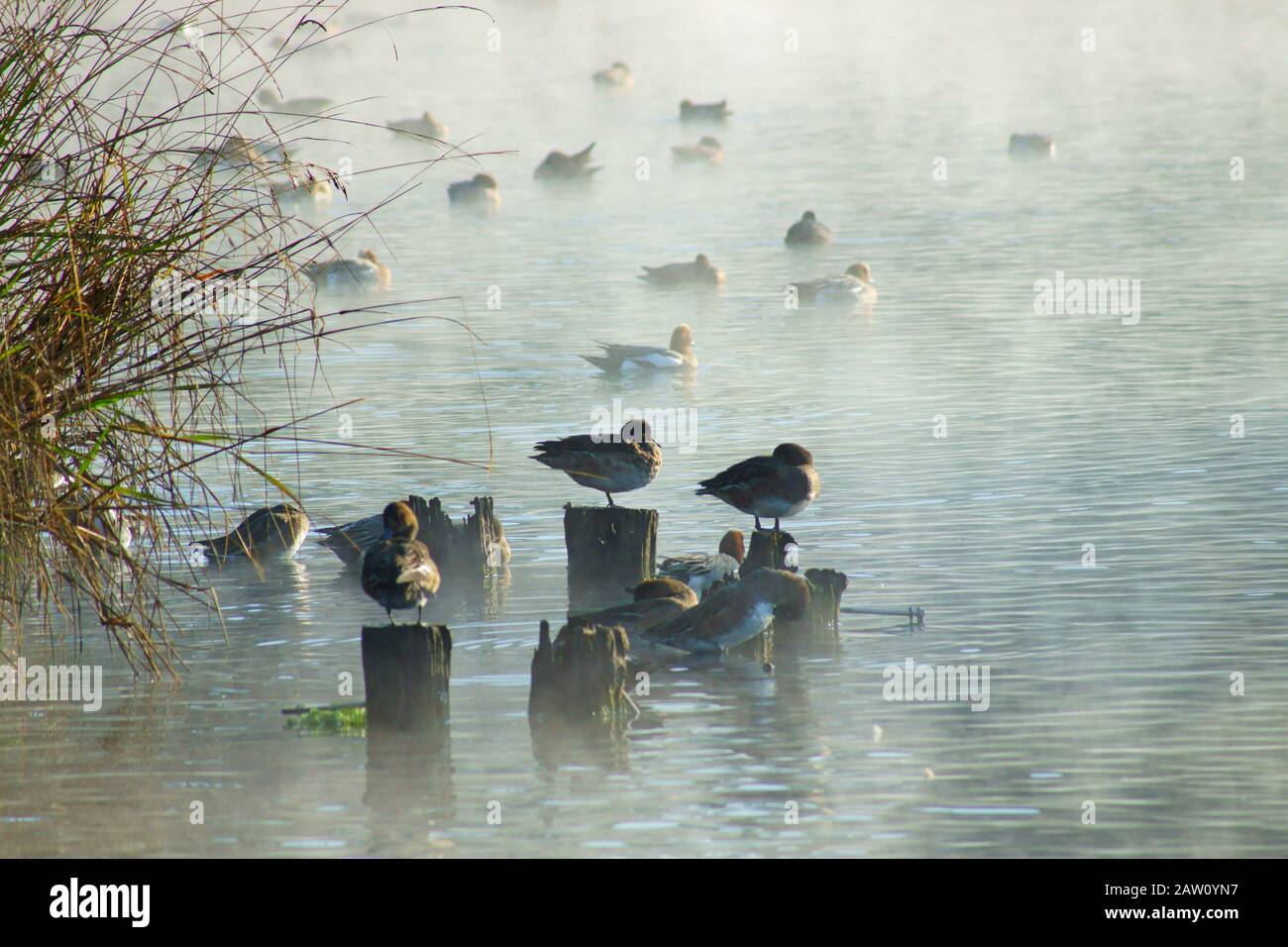 Winter pond Stock Photo