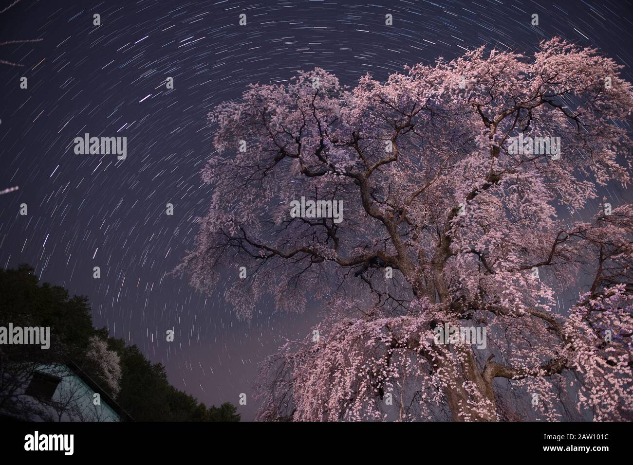 Ominosato Ishizuka Cherry Tree under starry sky, Nagano Prefecture, Japan Stock Photo