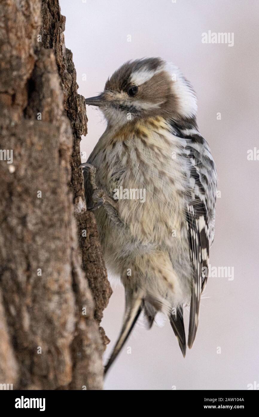 Japanese Pygmy Woodpecker Stock Photo
