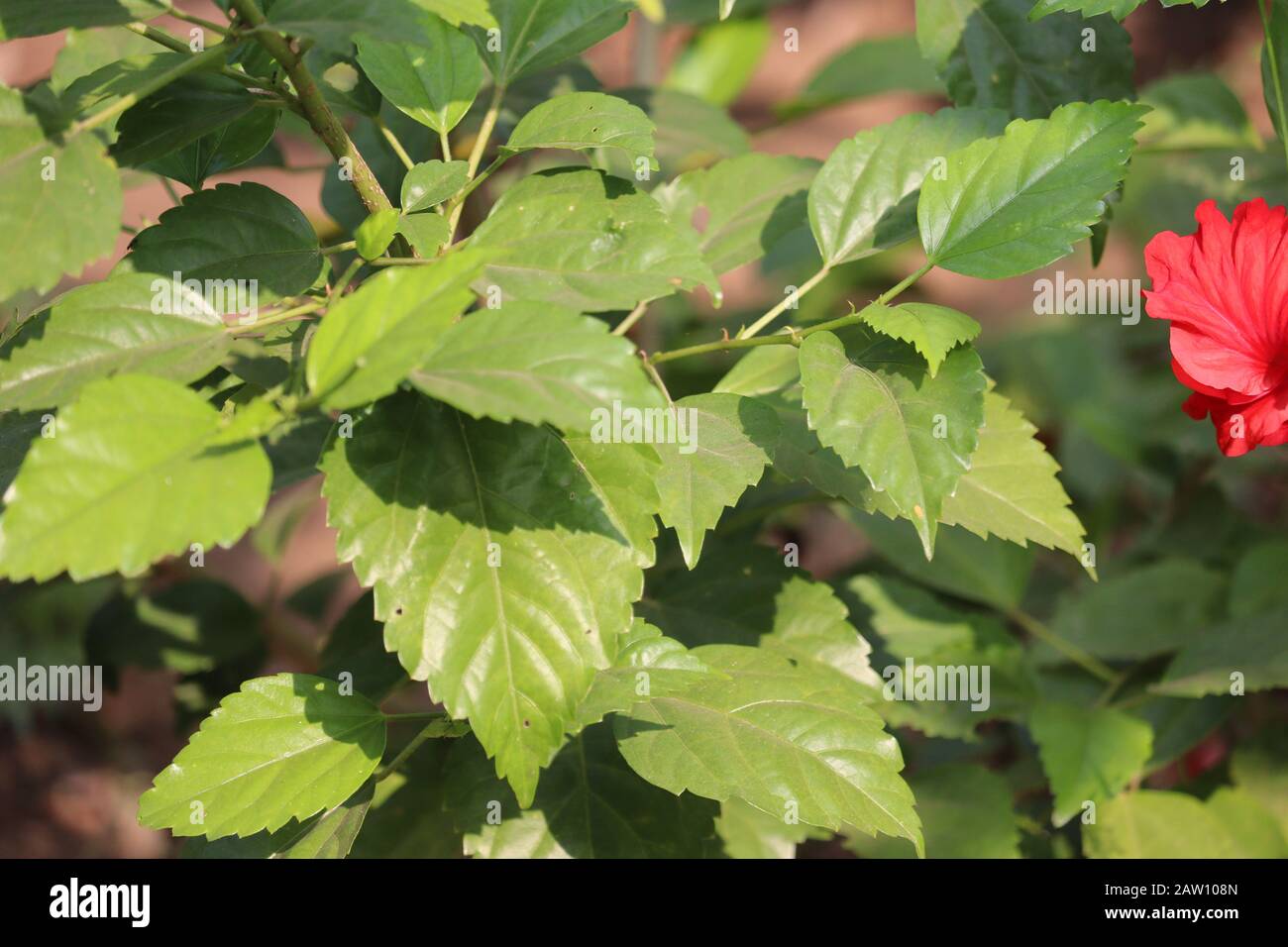 close-up of red hibiscus flower plant of green leaves on sunlight on day with blur background , outdoors plants, leaves images Stock Photo