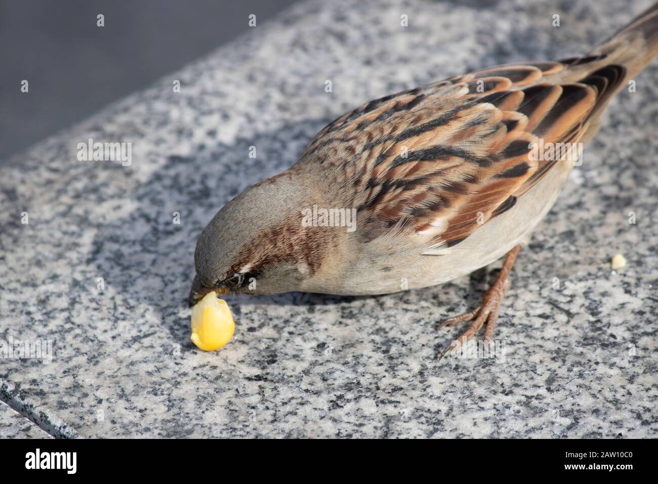 Photographed while eating the brown sparrow corn kernels. Corn kernels