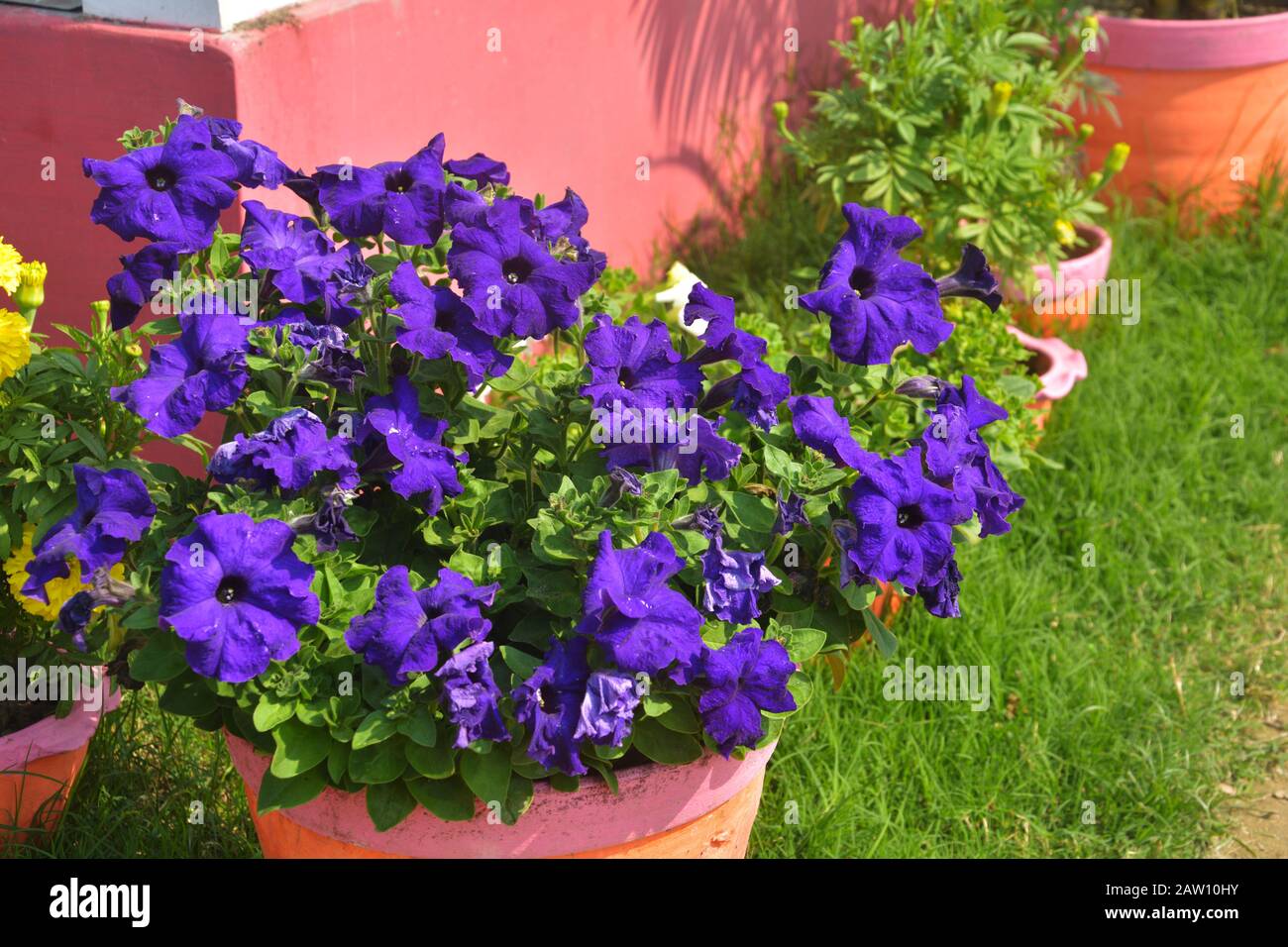 Close up of some different colored beautiful Pentunia flowers