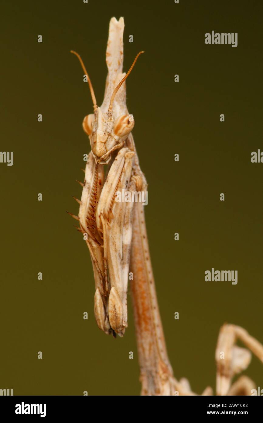 Conehead mantis empusa pennata hires stock photography and images Alamy