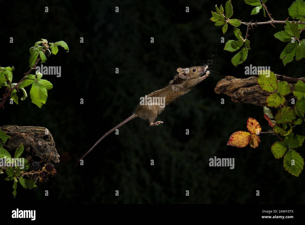 Wood mouse (Apodemus sylvaticus) jumping between branches, Spain Stock Photo