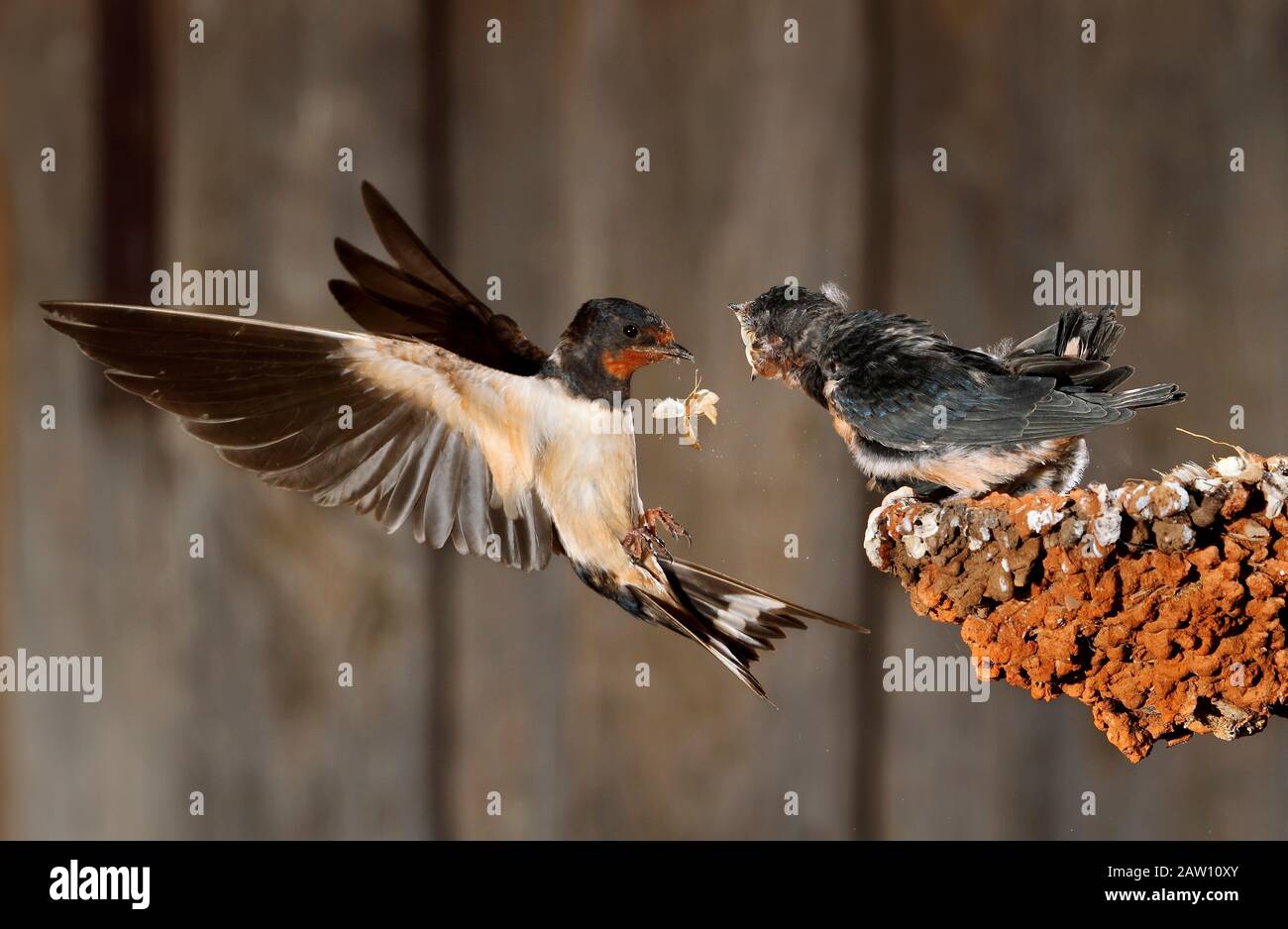 Barn Swallow (Hirundo rustica) feeding chicks in flight, Spain Stock Photo