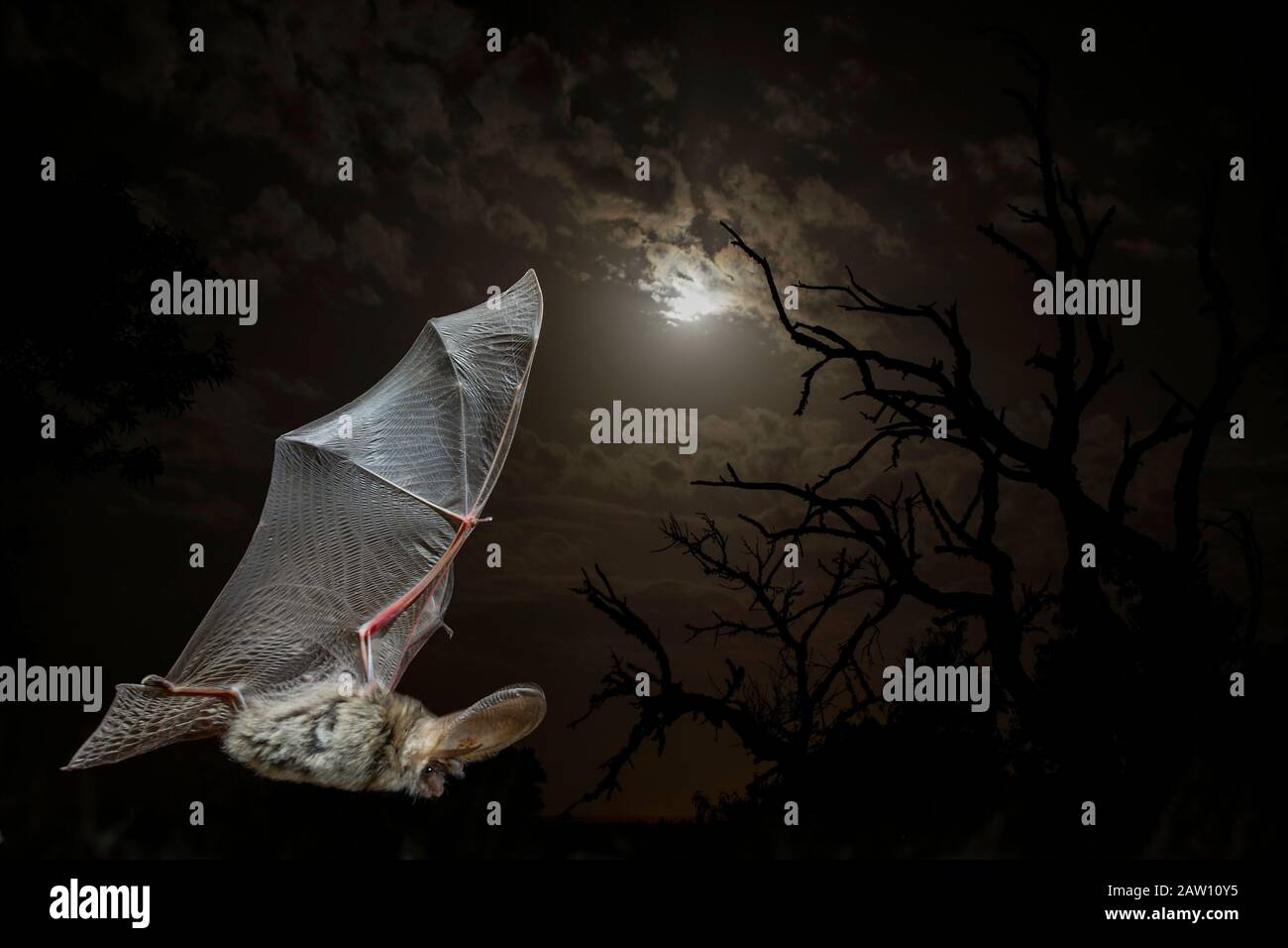 Common longeared bat (Eptesicus serotinus) flying at night, Spain